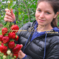 Клубника "ХАКАТА АМАУ" (КРУПНОМЕР! ОГРОМНЫЙ КУСТ, УРОЖАЙ В ГОД ПОСАДКИ) Клубника "ХАКАТА АМАУ" (КРУПНОМЕР! ОГРОМНЫЙ КУСТ, УРОЖАЙ В ГОД ПОСАДКИ)